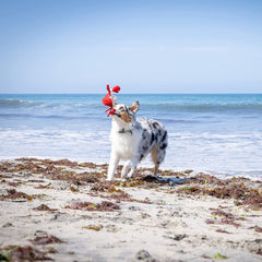 Hyper Pet Doggie Pal vibrate motion excites dogs during fetch and chase play.