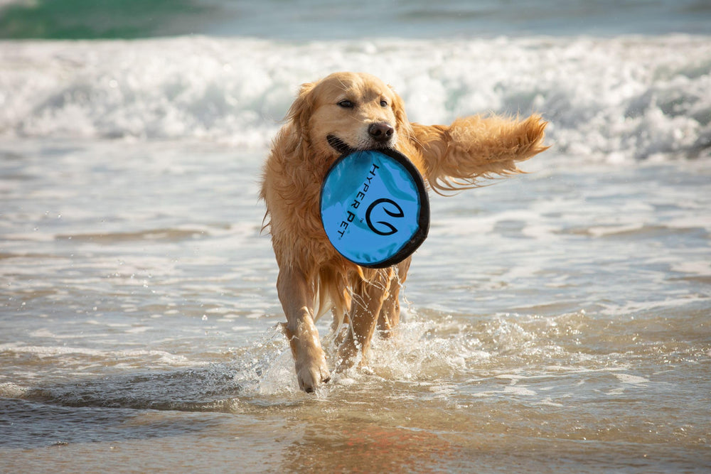 Hyper Pet Flippy Flopper 9in disc enhances interactive outdoor training.