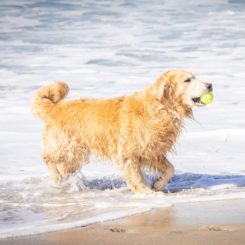 Hyper Pet puppy enjoying a game of fetch with vibrant orange ball.