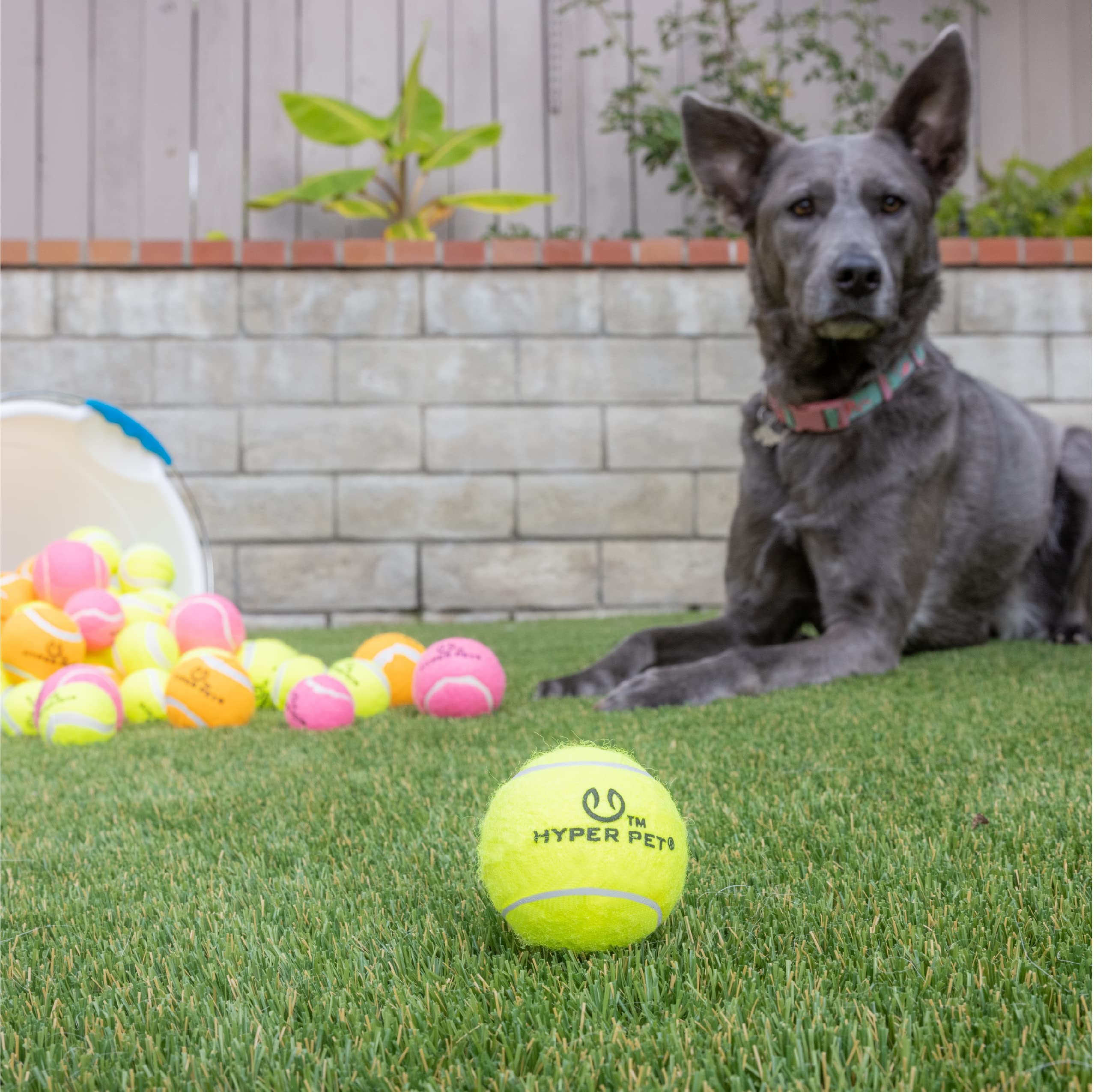 Hyper Pet bright-colored ball on lawn aids quick visibility in outdoor fetch.
