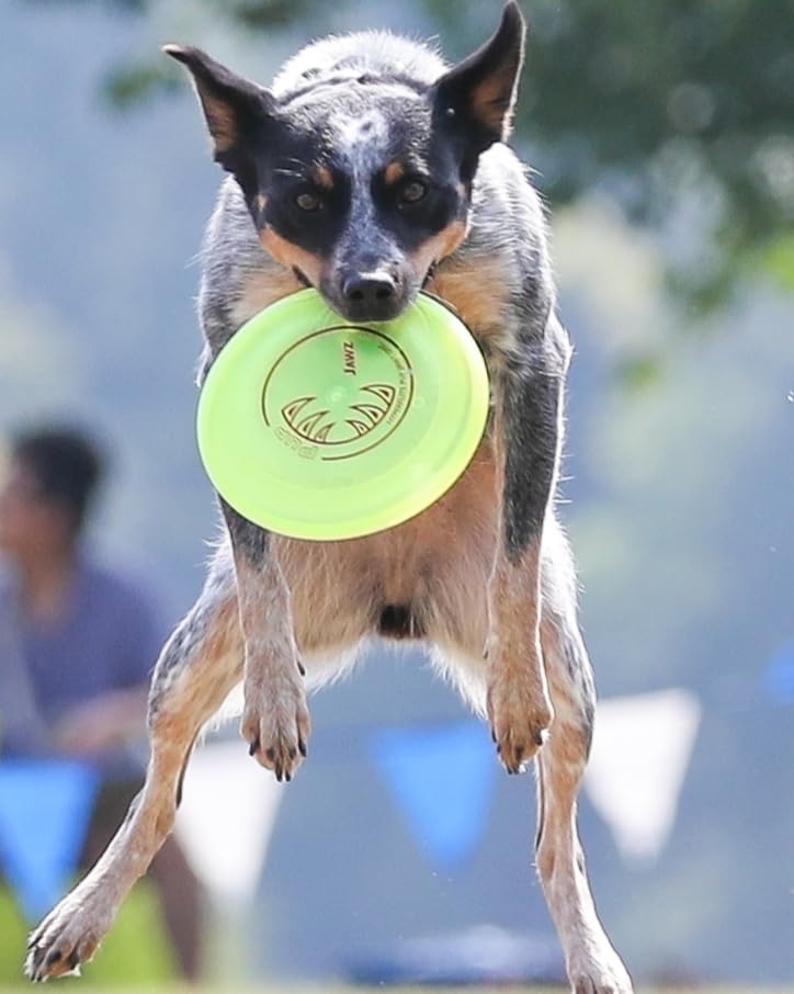 Hyperflite K-10 Jawz Glow Disc in action with a large dog throw
