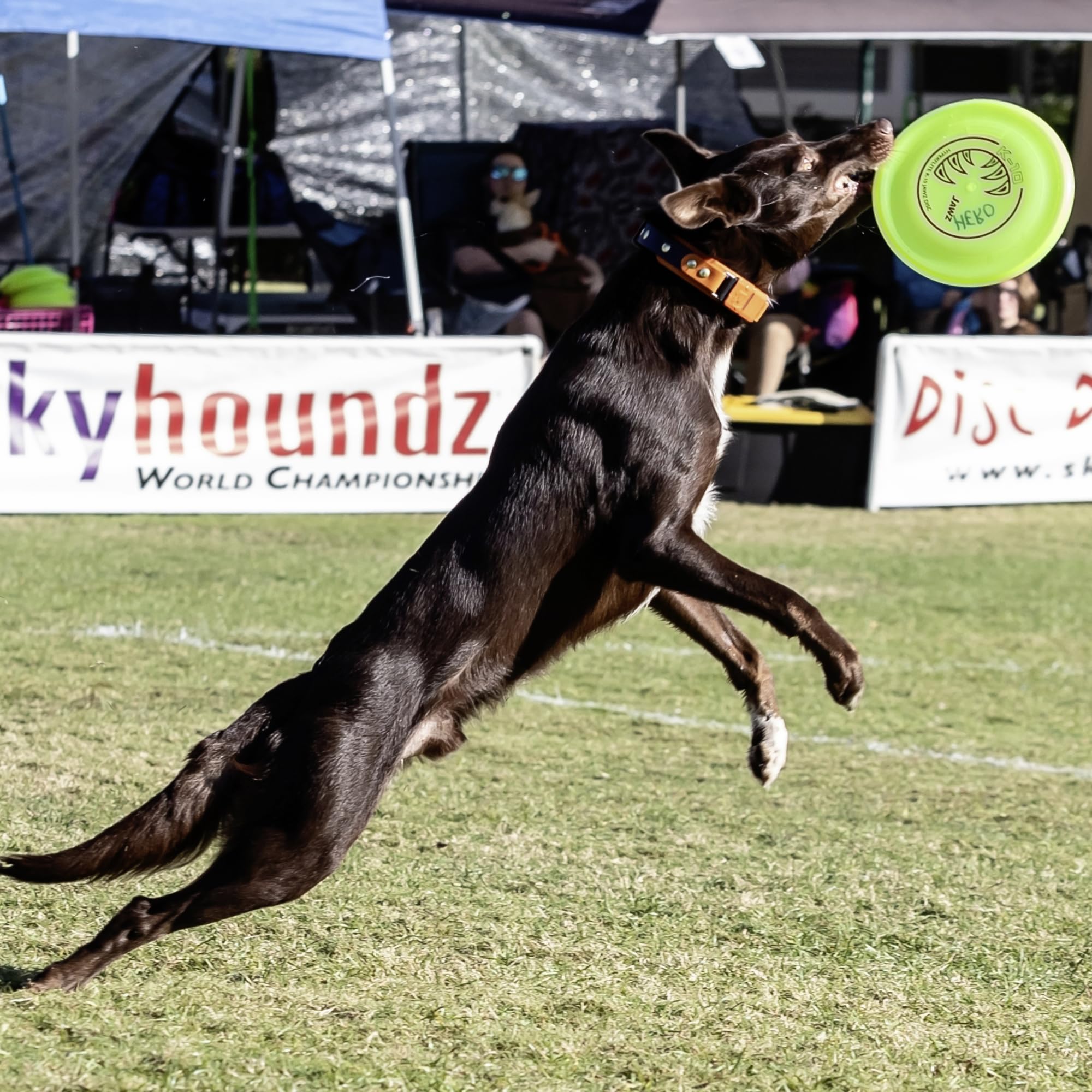 Hyperflite K-10 Jawz Yellow Disc during outdoor play by bigger breeds.