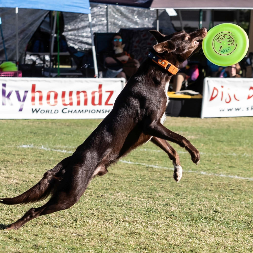 Hyperflite K-10 Jawz Yellow Disc during outdoor play by bigger breeds.