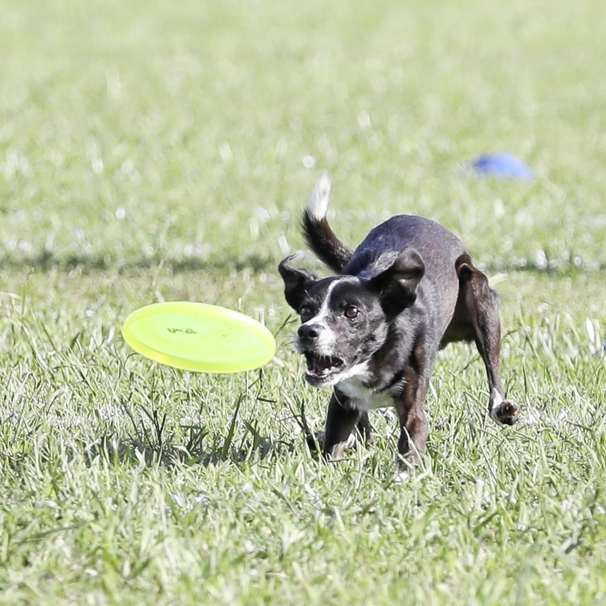 Hyperflite Pup Jawz yellow disc dual grip surfaces improve control during throws