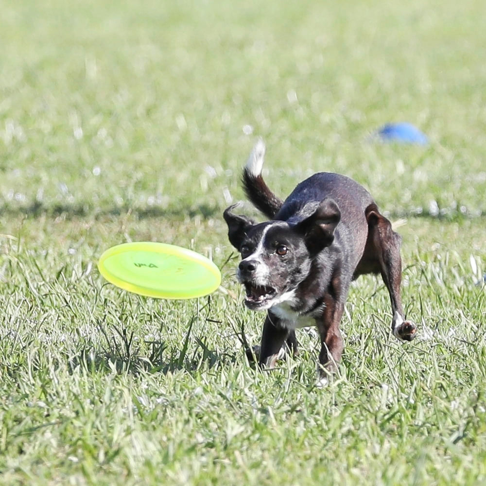 Hyperflite Pup Jawz yellow disc dual grip surfaces improve control during throws