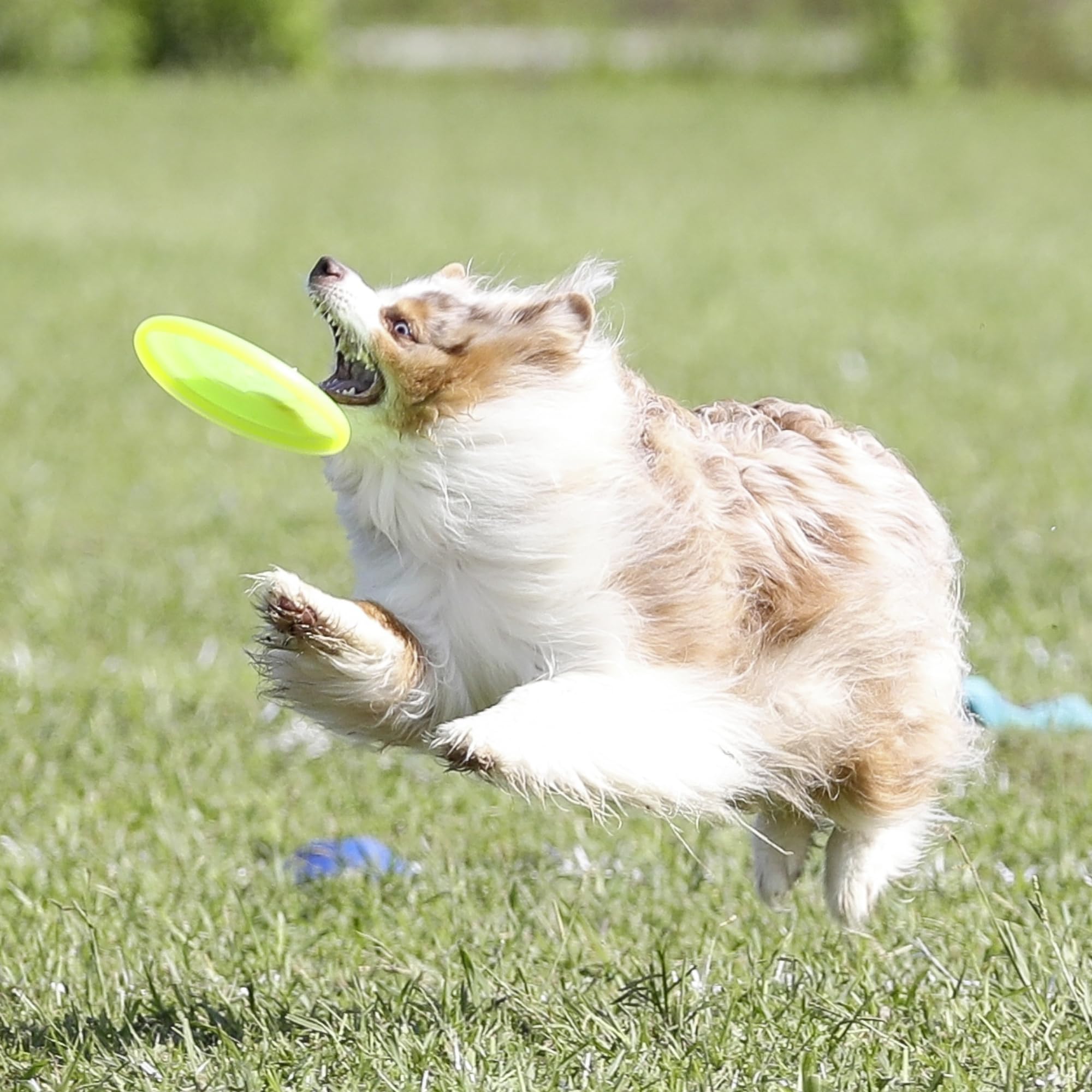 Hyperflite Pup Jawz yellow disc made in the USA supports domestic craftsmanship
