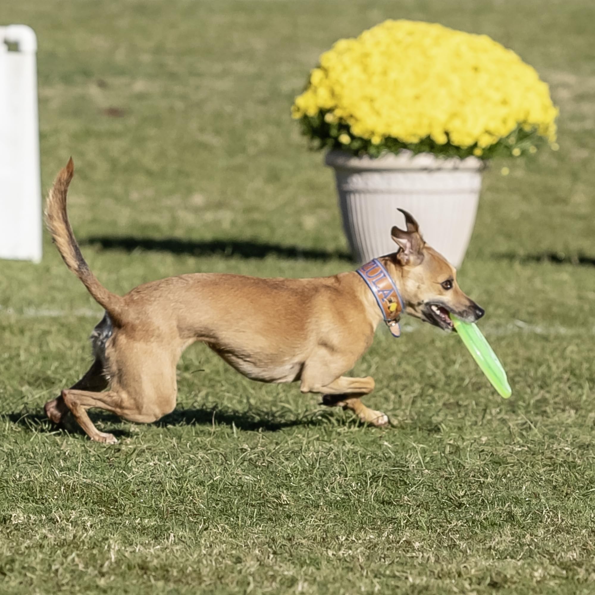Hyperflite Pup Jawz yellow disc puncture resistant build withstands lively play