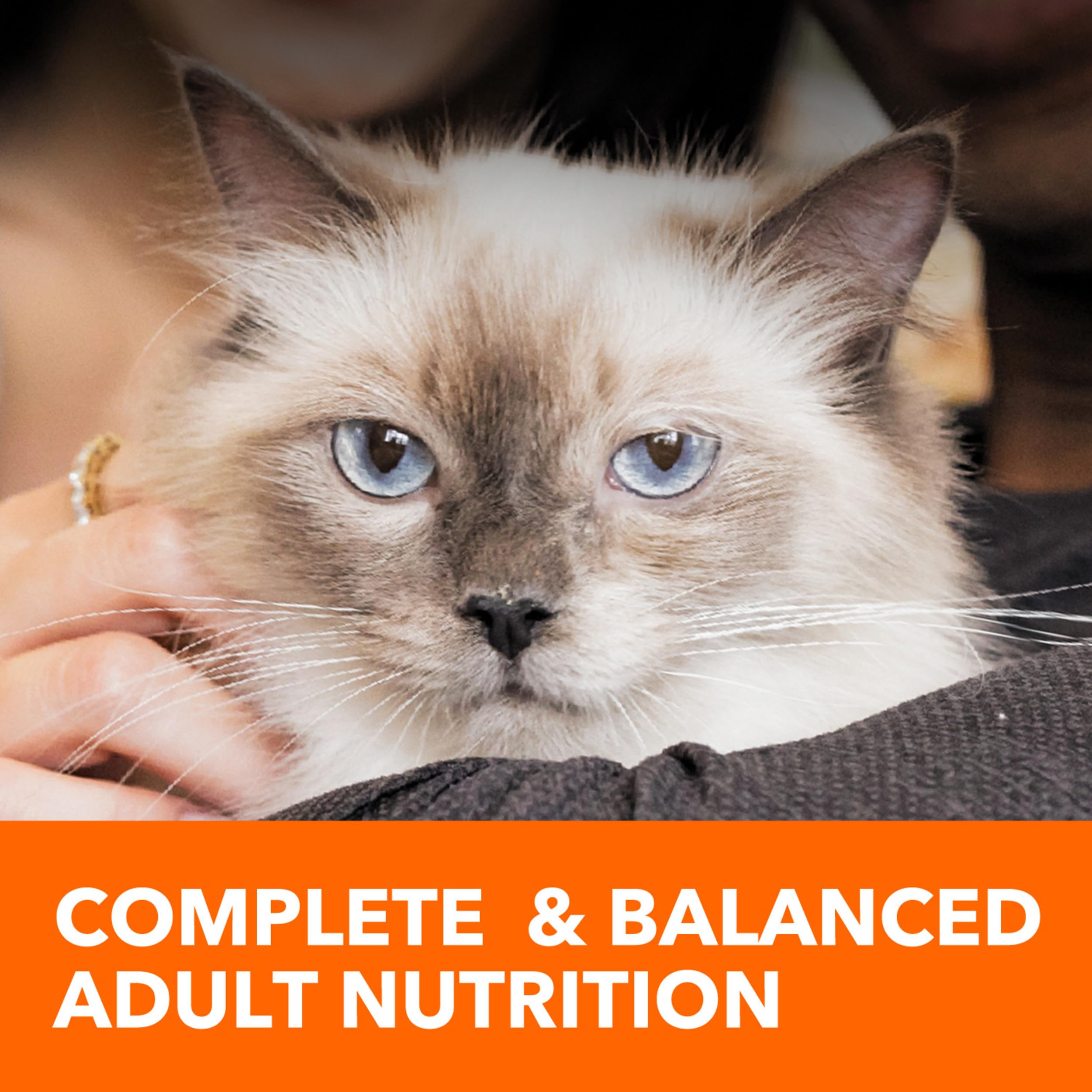 IAMS Proactive Health 7 lb bag ready for daily feeding