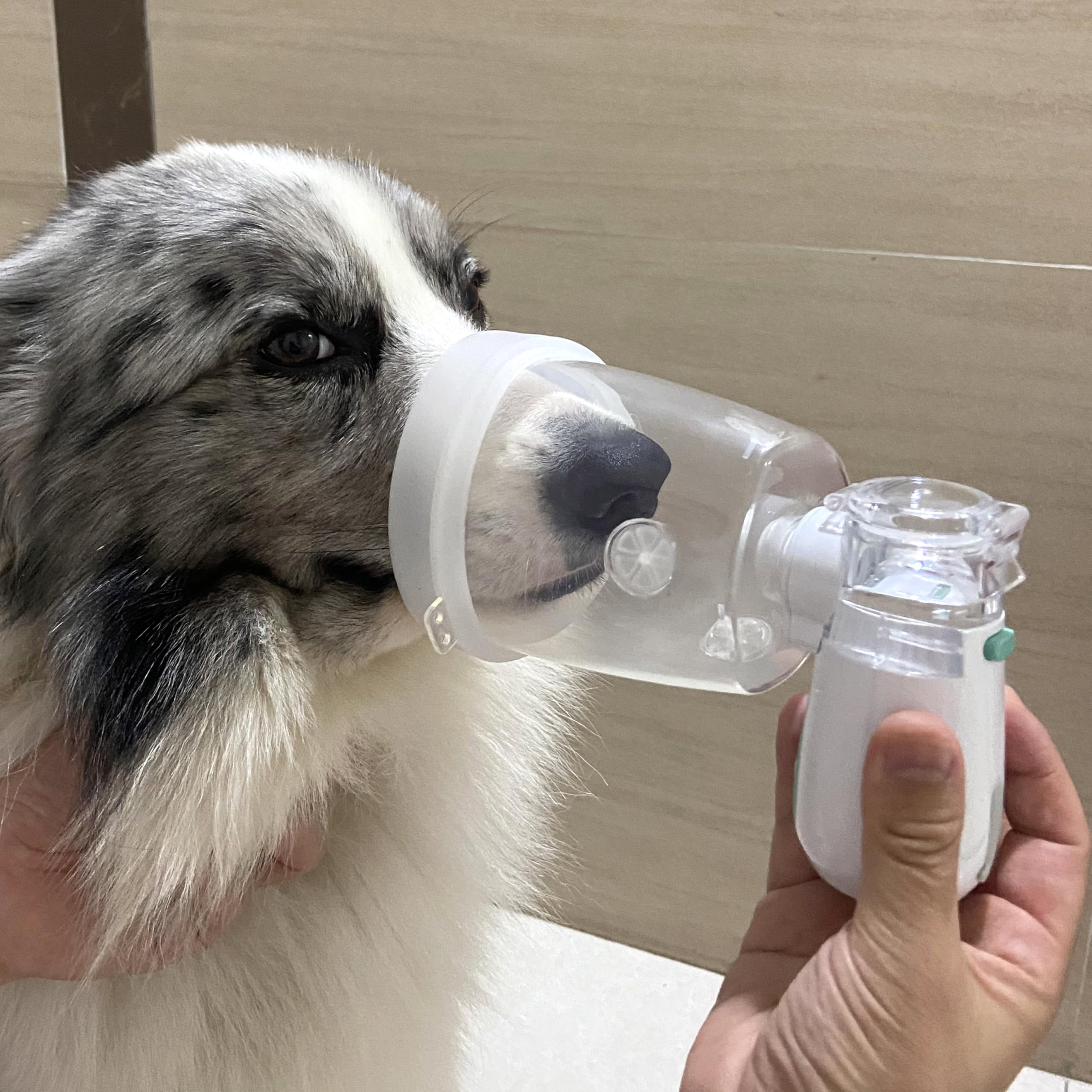 ICARE-PET nebulizer shows adjustable mist settings for customized at-home sessions.