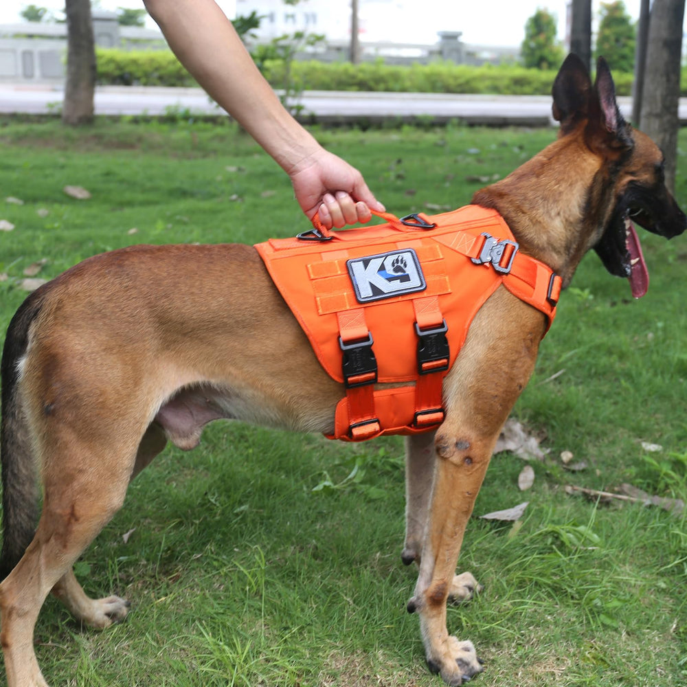 ICEFANG GN3 harness back clip area with dual V-rings for leash options