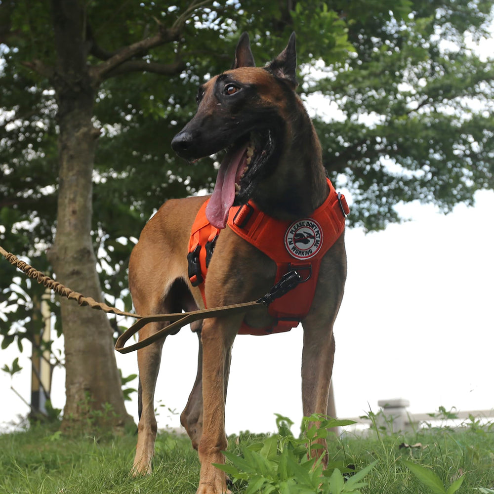 ICEFANG GN3 harness on a dog during urban or park walking use