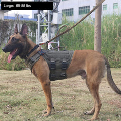Icefang GN3 harness with MOLLE side panels for carrying gear on hikes.