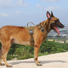 ICEFANG GN8 back view with front leash clip highlighting no-pull control during walks