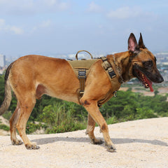 ICEFANG GN8 side-adjustments highlight five-point fit for X-Large dogs.
