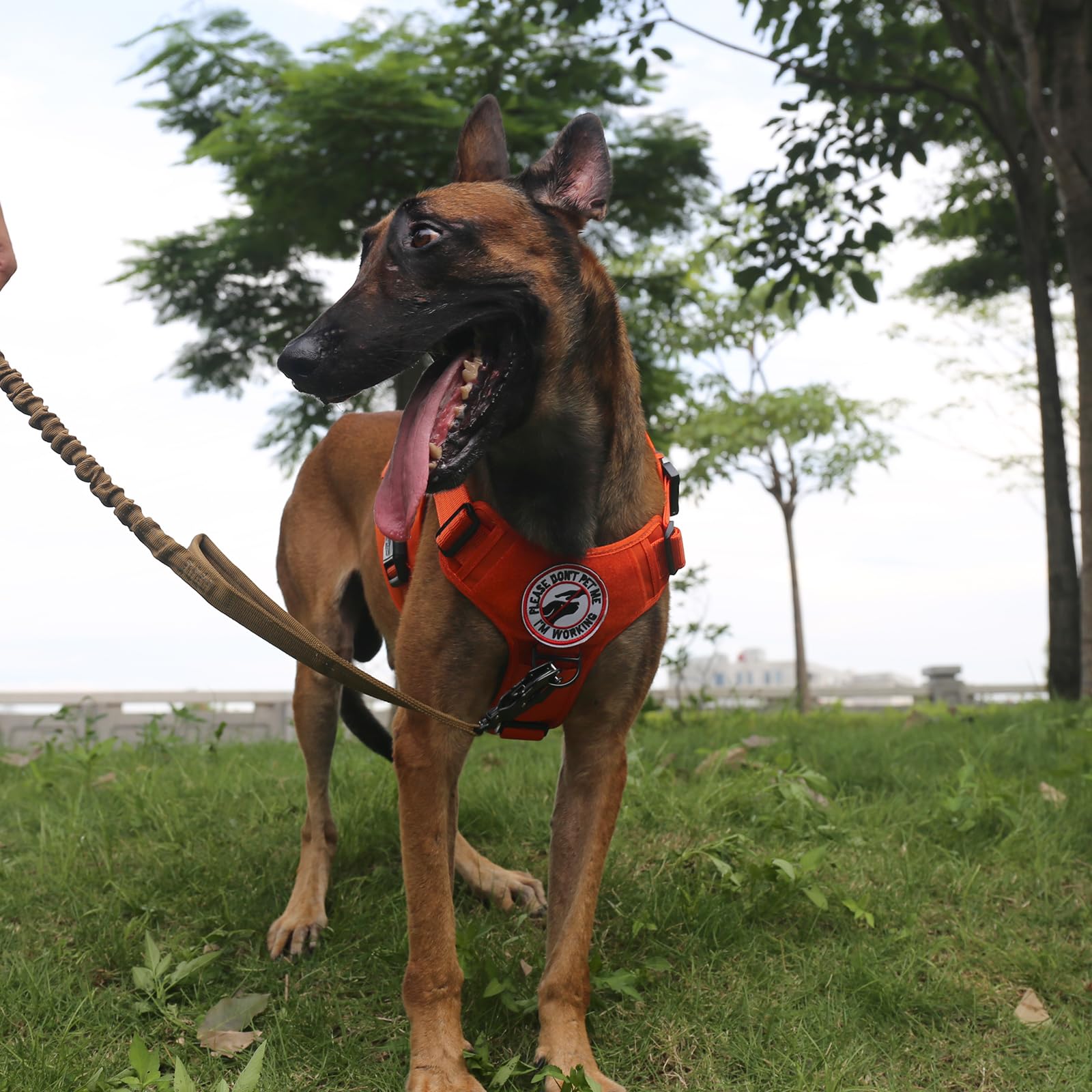 ICEFANG Tactical Dog Harness Large patch area for personalization and IDs.