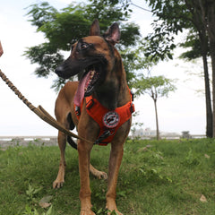 ICEFANG Tactical Dog Harness Large patch area for personalization and IDs.