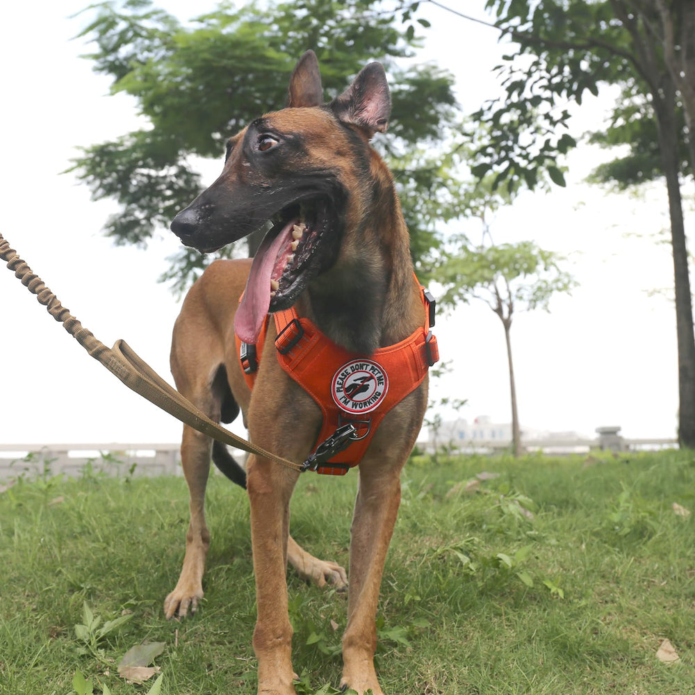 ICEFANG tactical dog harness orange XL side MOLLE panel ready for gear