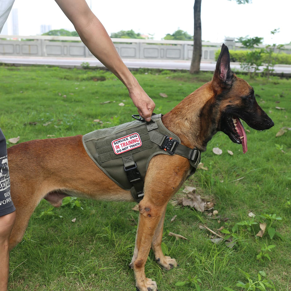 Close-up neck buckles on ICEFANG harness highlight durability during active training.