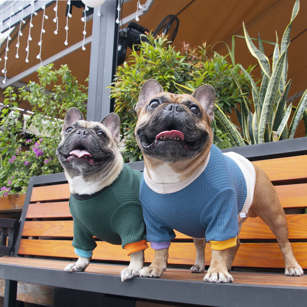iChoue dog wearing sweater lake blue yellow showcases easy-on pullover in real life