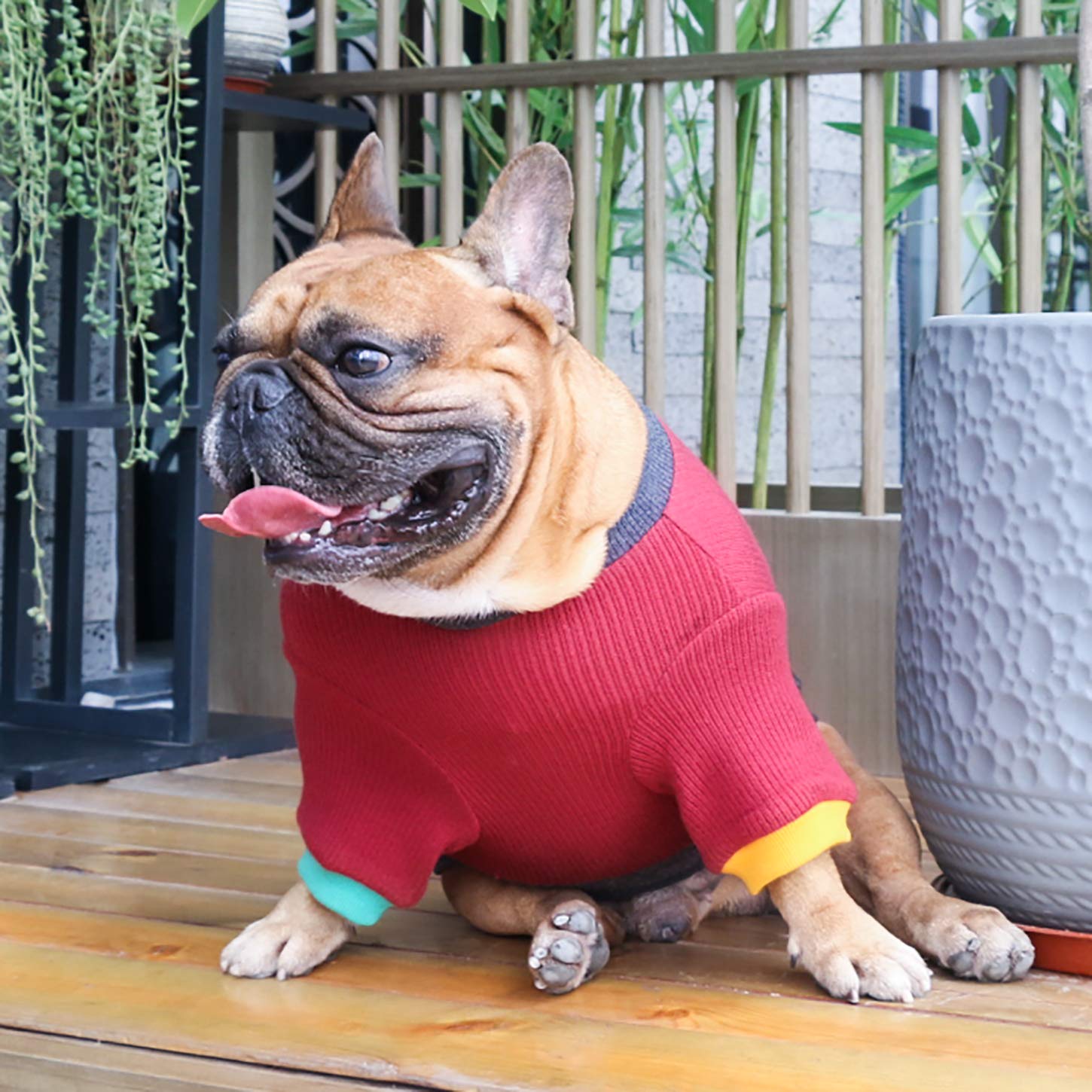 ichoue pet dog sweater on a winter walk demonstrates weather-ready design