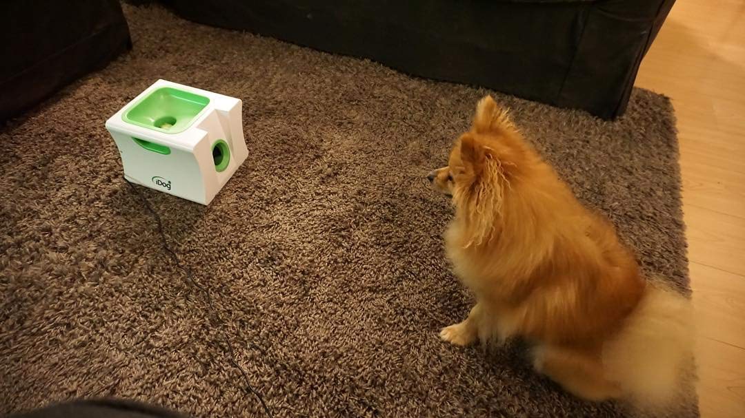 IDOGMATE small-dog-play-session captures a happy puppy during toy-assisted exercise.