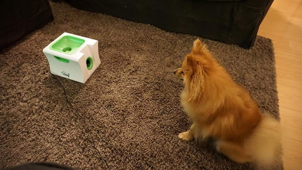 IDOGMATE small-dog-play-session captures a happy puppy during toy-assisted exercise.