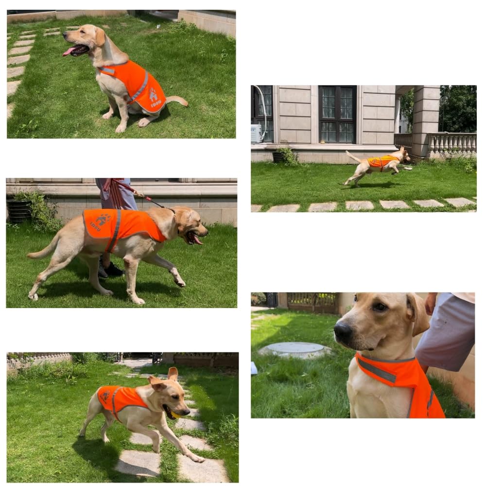 IDOU breathable polyester fabric vest kept on a dog during a walk