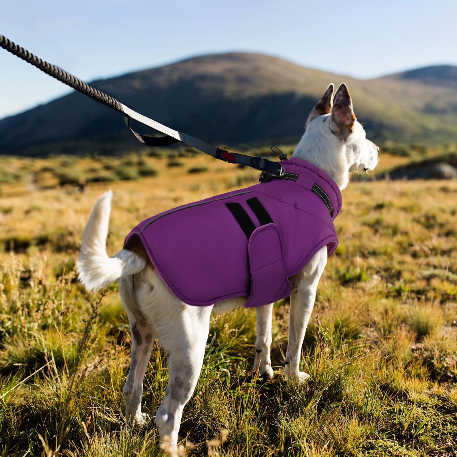 IECOii big dog winter coat easy-on-off-belly-straps for quick, hassle-free changes