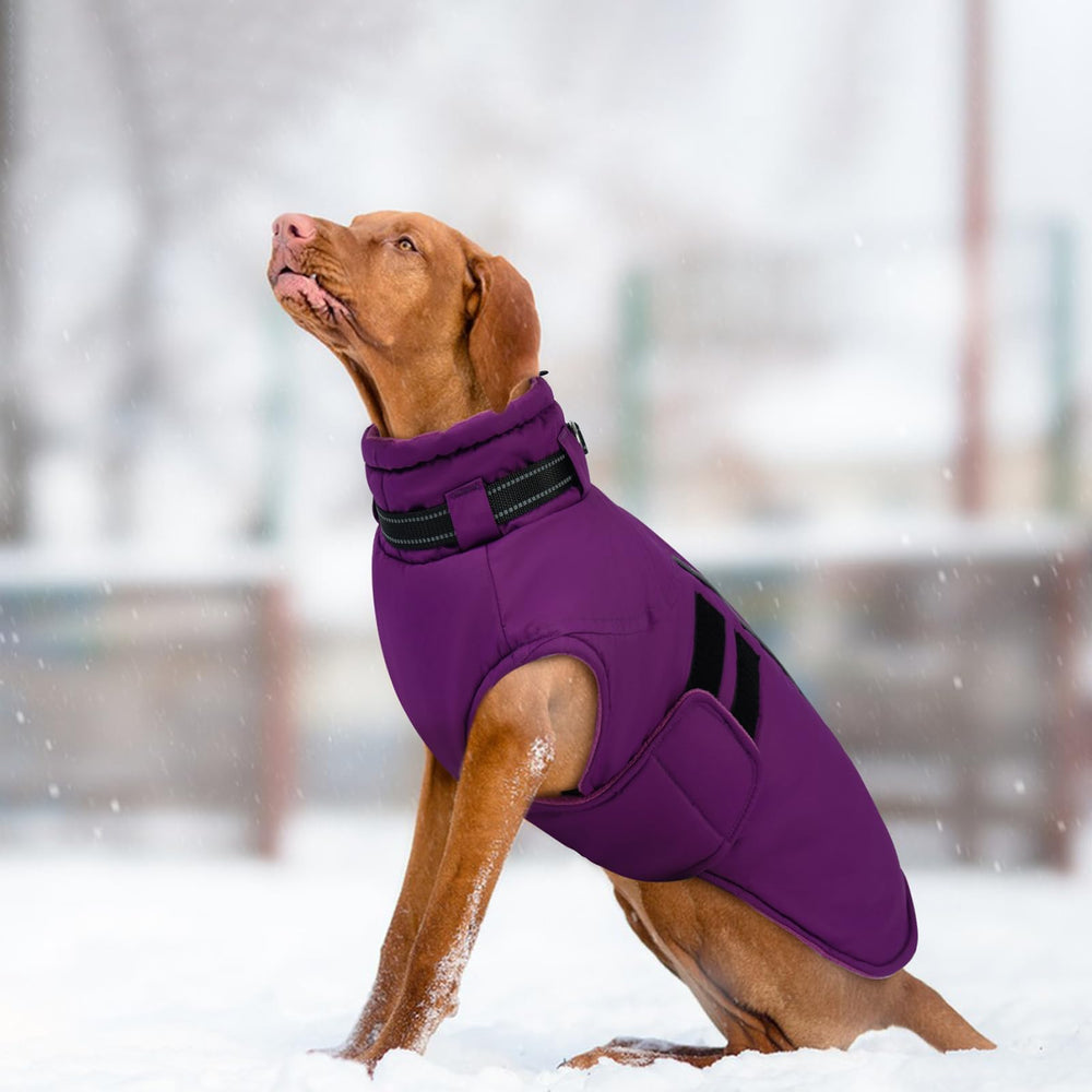 IECOii big dog winter coat for giant breeds supports outdoor adventures in cold weather