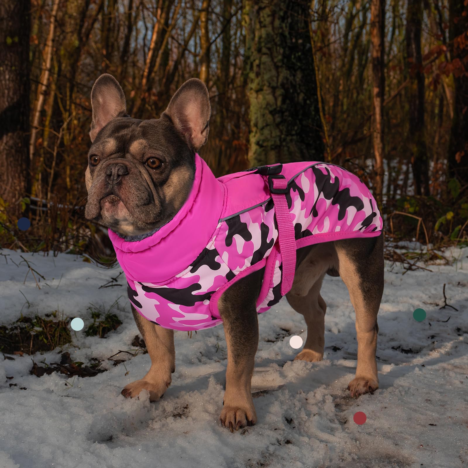 IECOii adjustable abdomen straps ensure snug comfort across breeds.