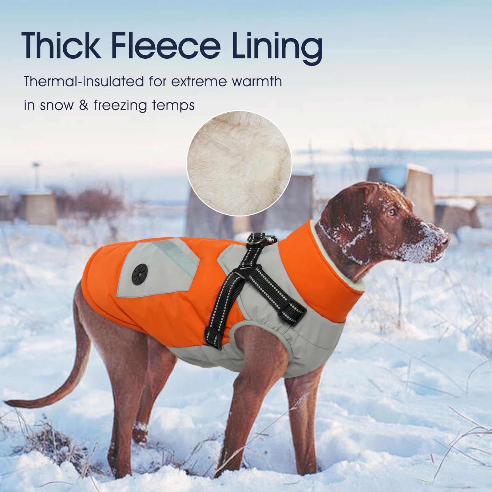 IECOii dog coat orange in-use during winter walk outdoors