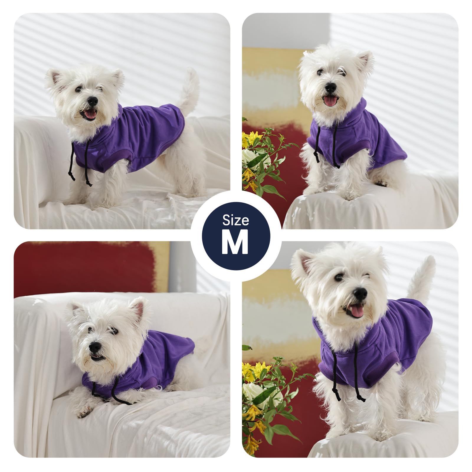IECOii dog hoodie purple on small dog showing casual warmth.