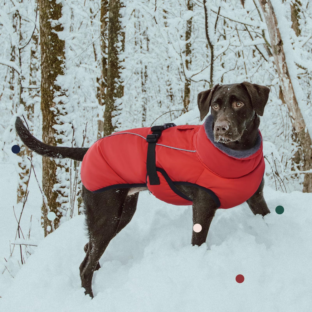 IECOii Extra Warm Dog Coat reflective strip improves nighttime visibility and safety