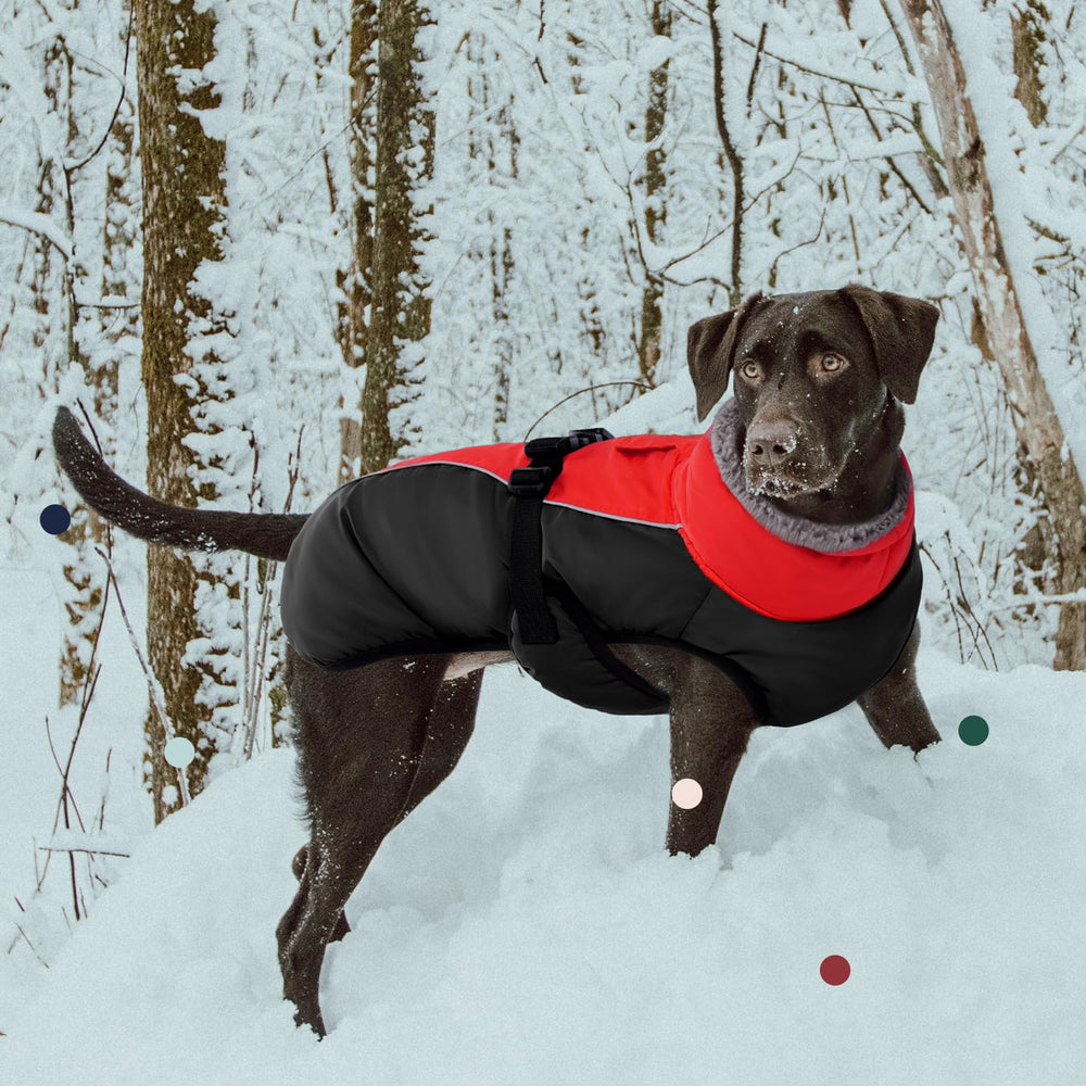 IECOii windproof waterproof fabric keeps pets dry during outings