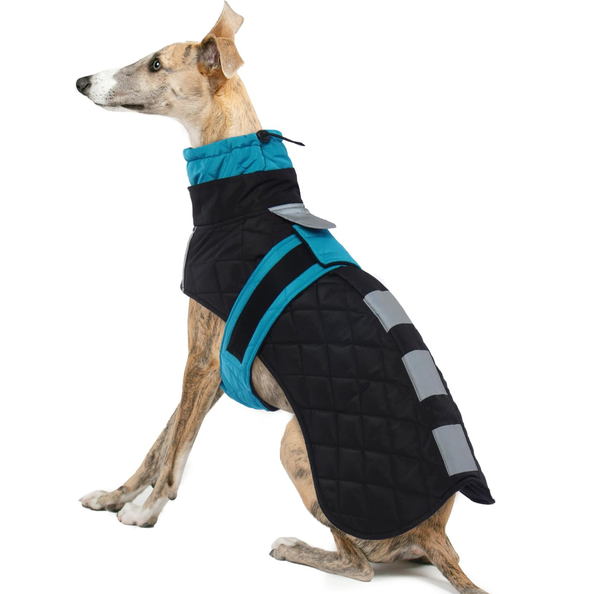 IECOii Greyhound coat front view in Blue-L shows a snug fit for large breeds.