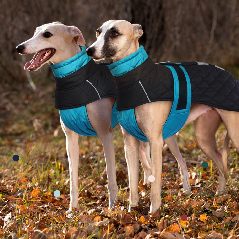 IECOii Greyhound coat hidden leash hole enables harness use without removal.