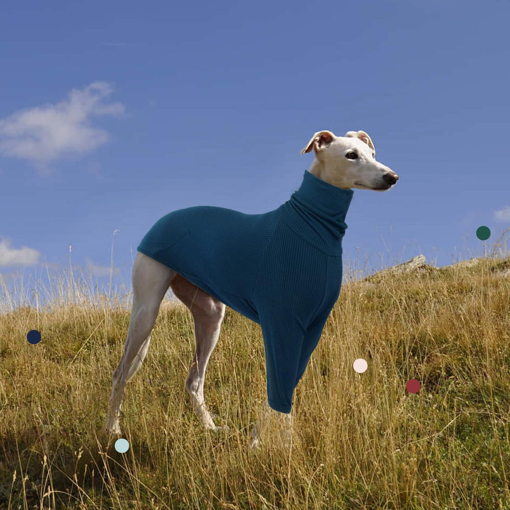 IECOii greyhound jumpsuit on-dog-walk demonstrates warm comfort.