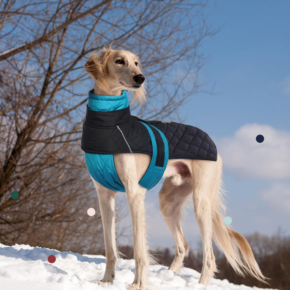 IECOii hidden leash hole enables easy harness use