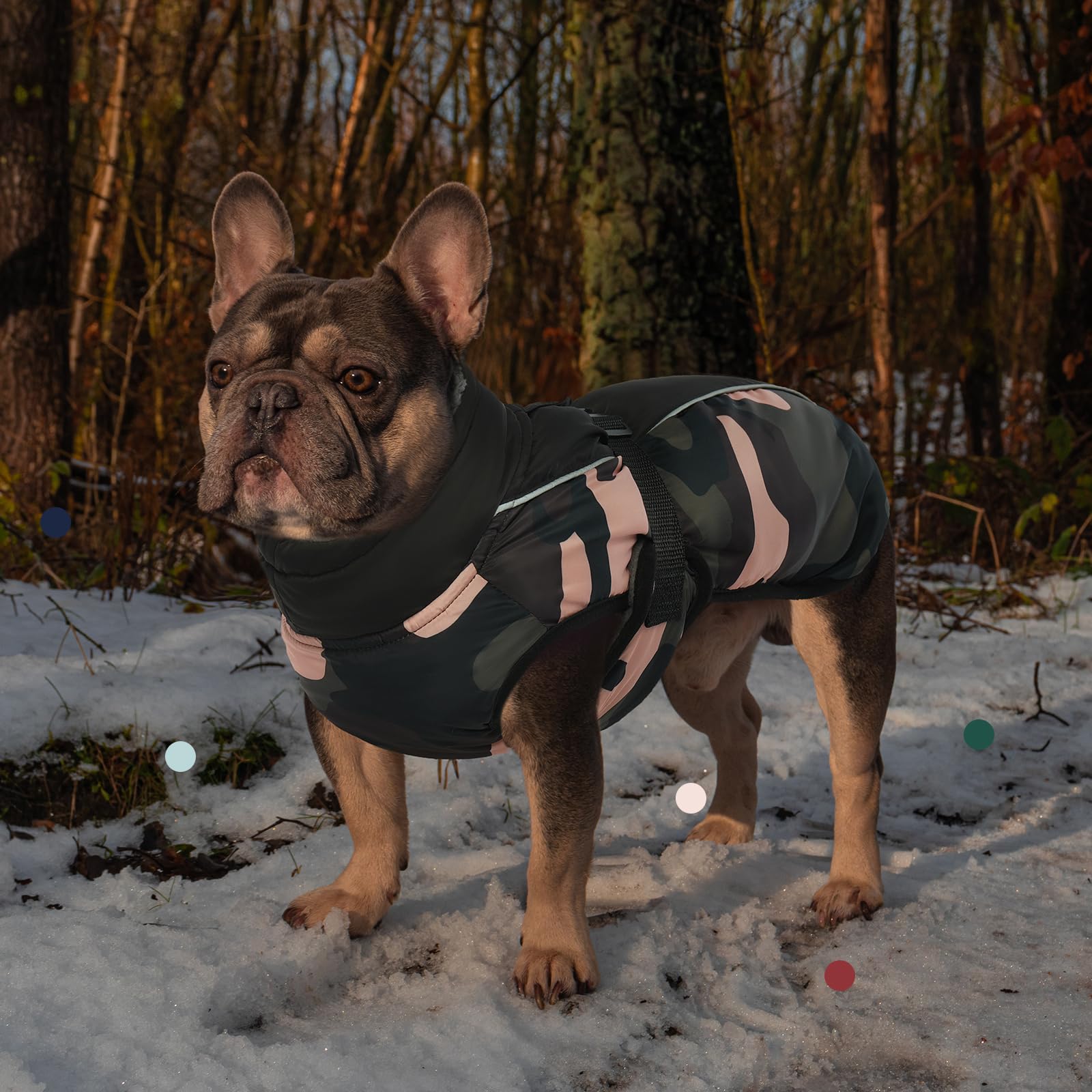 IECOii Harness hole design compatible with most harnesses for secure leash use