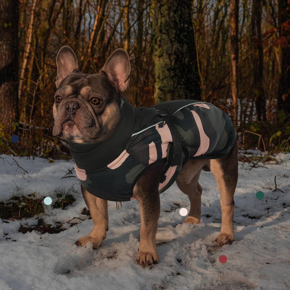 IECOii Harness hole design compatible with most harnesses for secure leash use