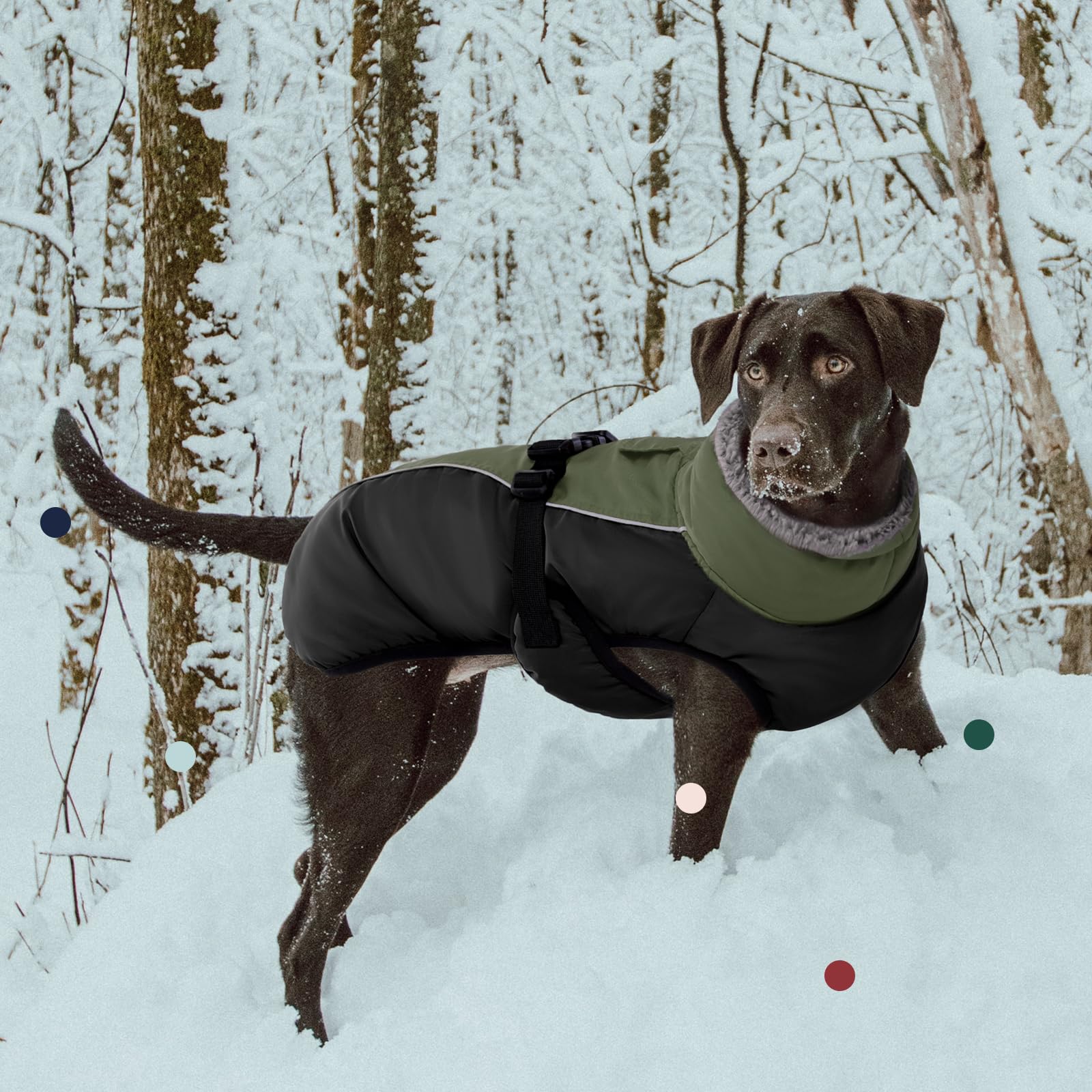 IECOii windproof-waterproof-fabric keeps dogs dry during outdoor activities.