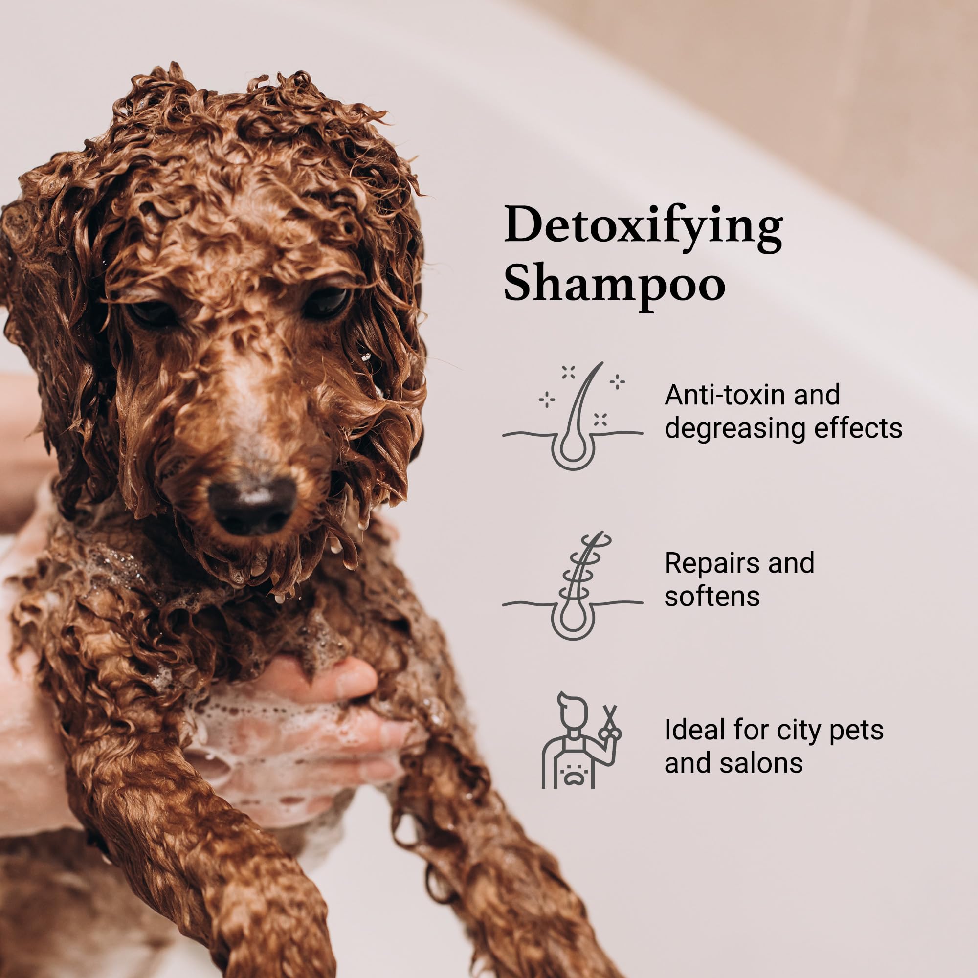 iGroom Charcoal Keratin Dog Shampoo curly-coat shot emphasizing shine and frizz reduction.