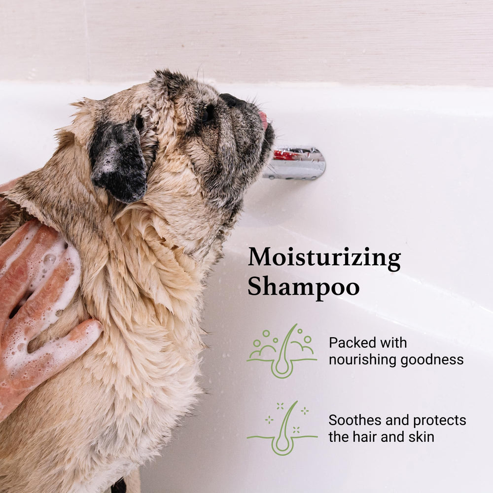 iGroom shampoo label shows sulfate-free and paraben-free ingredients