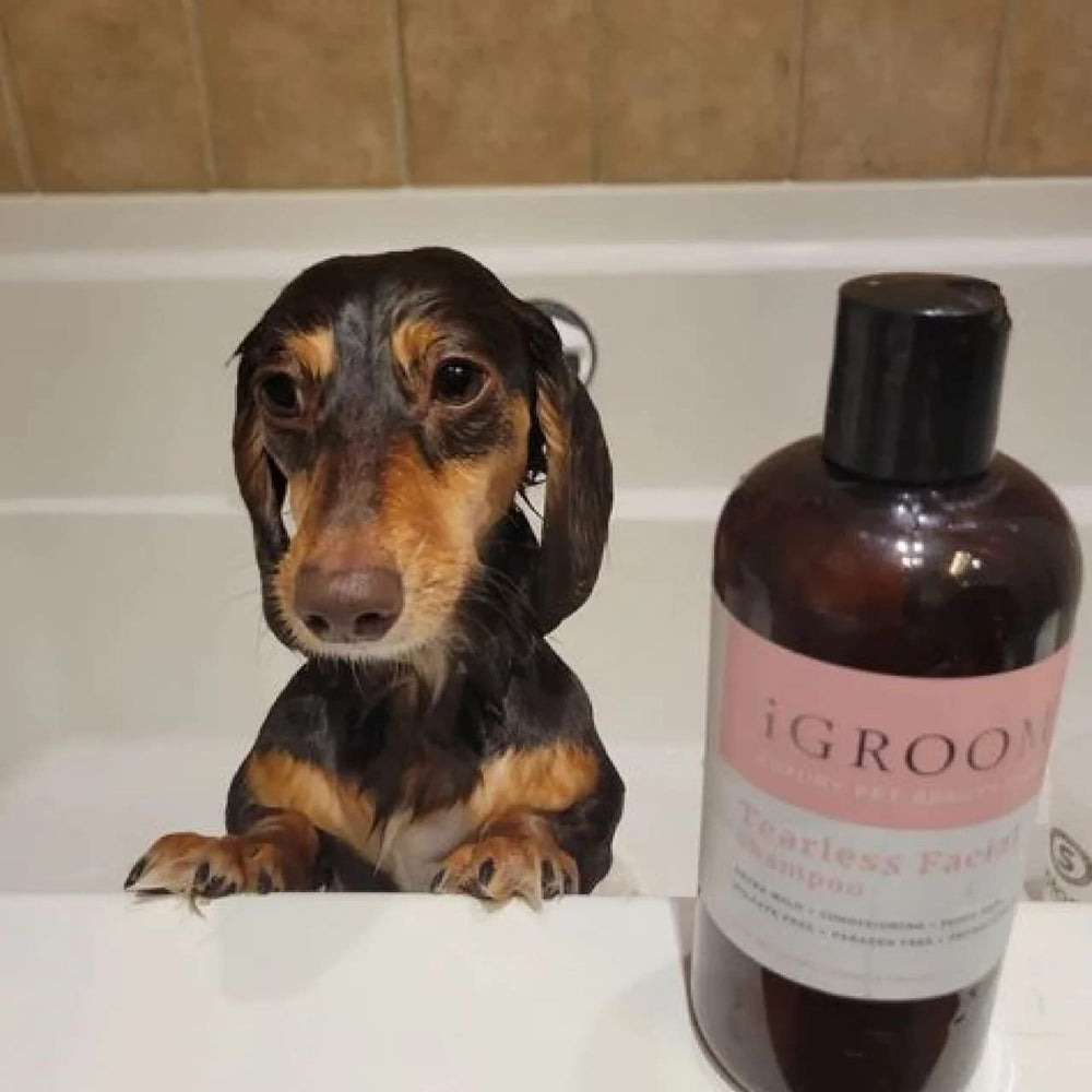 iGroom Tearless Facial Dog Shampoo lather shows safe, eye-friendly baths for puppies.