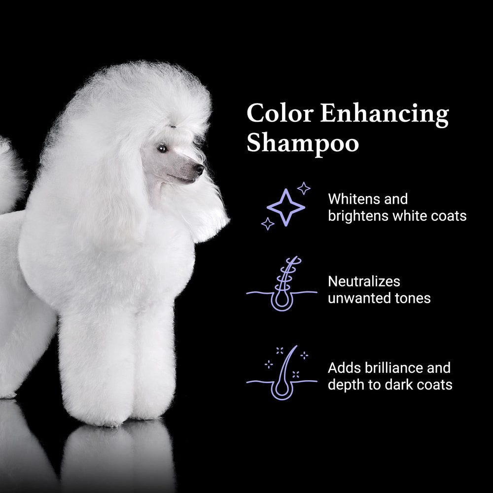 iGroom True Color shampoo on white coats neutralizes tones and brightens appearance.