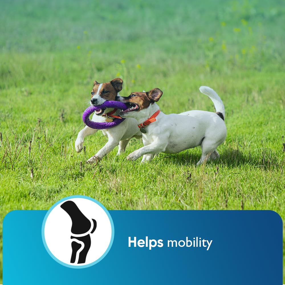 iHeartDogs dog relaxed after chew suggests improved mood and comfort.