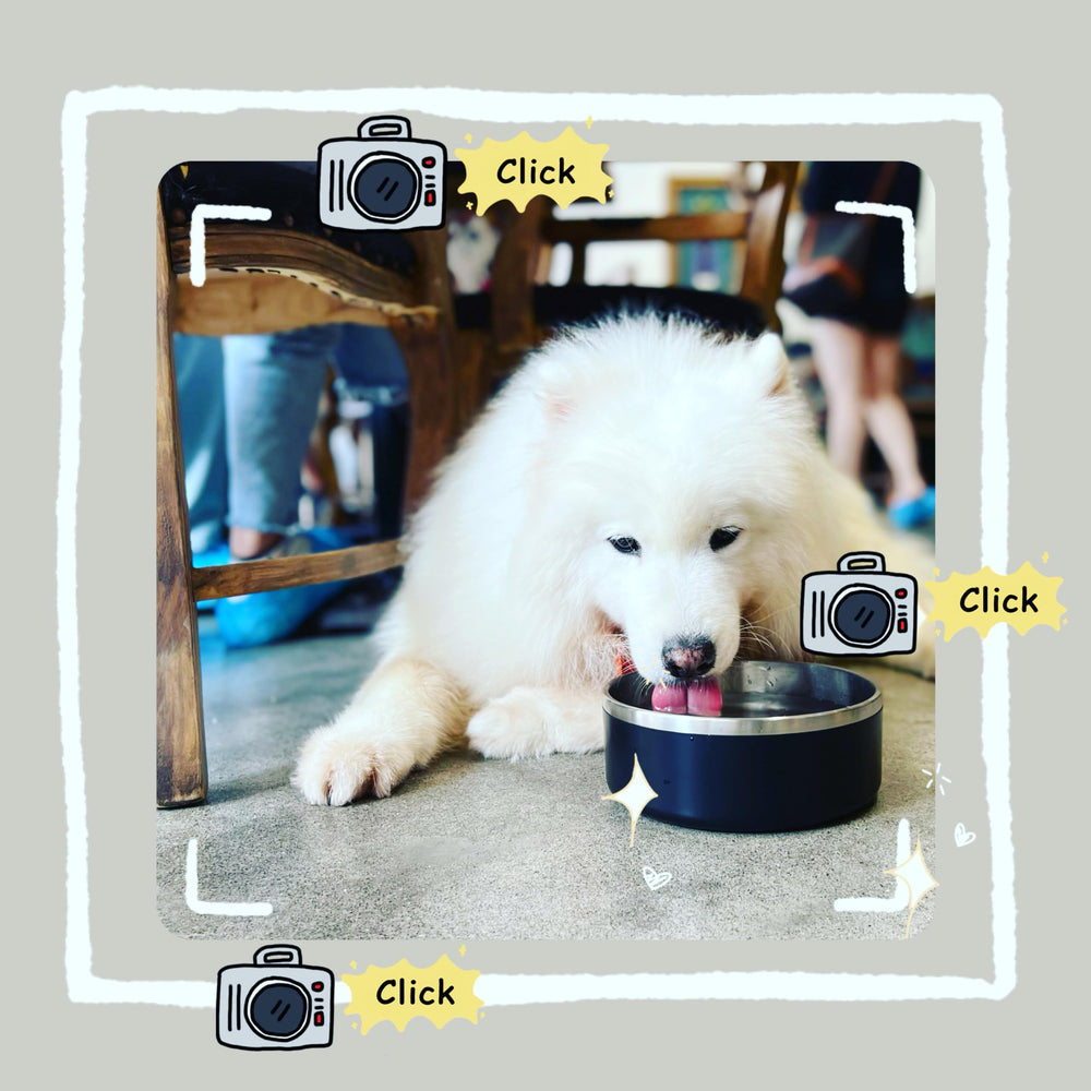 IKITCHEN dog bowl heavy-duty design handles daily chewing and feeding.
