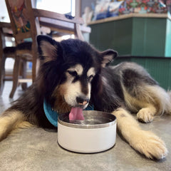 IKITCHEN dog bowl insulated double-wall keeps food warmer longer.