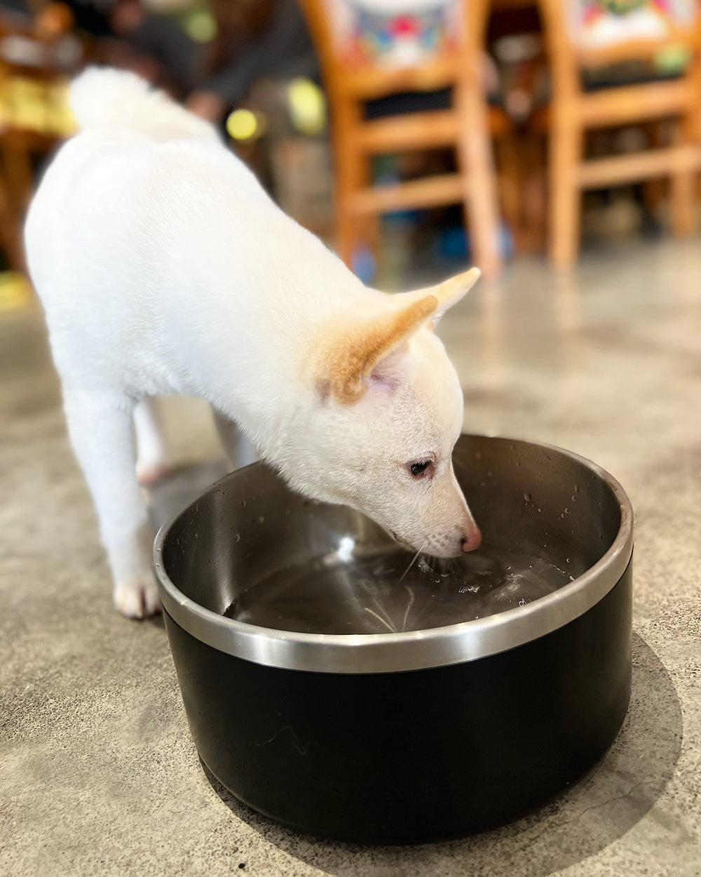 ikitchen ideal for medium to large dogs during mealtime.