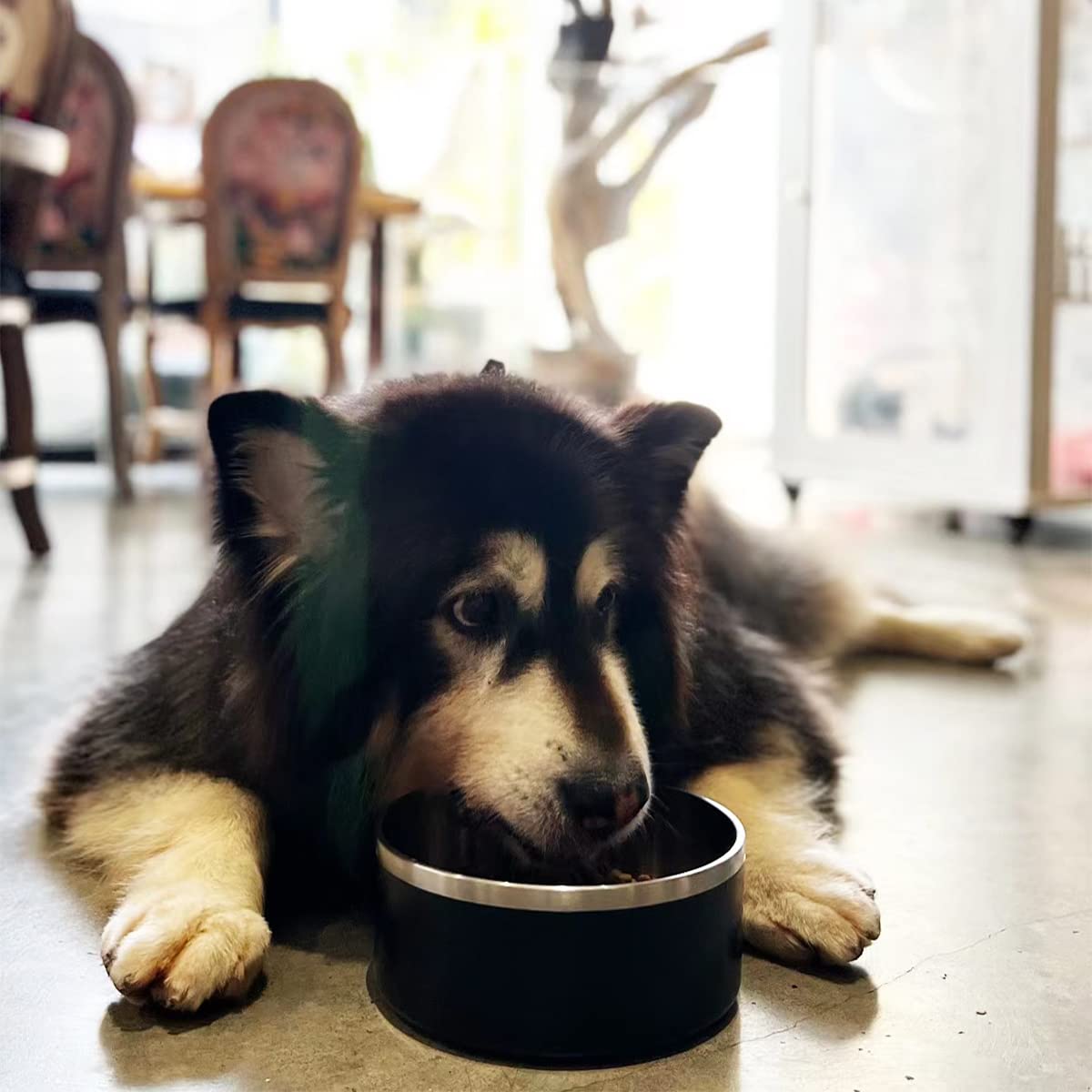 ikitchen non-slip rubber bottom dog bowl prevents sliding during feeding.